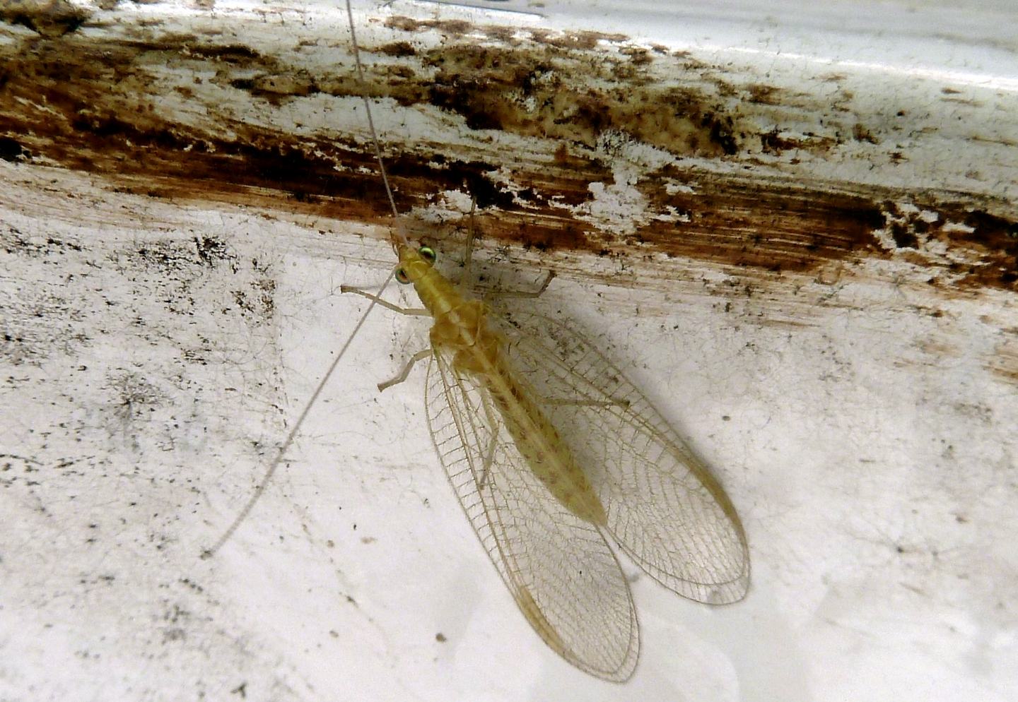 Chrysoperla pallida oppure Chrysoperla carnea